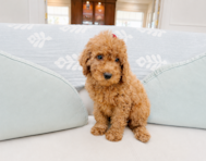 10 week old Mini Irish Doodle Puppy For Sale - Seaside Pups