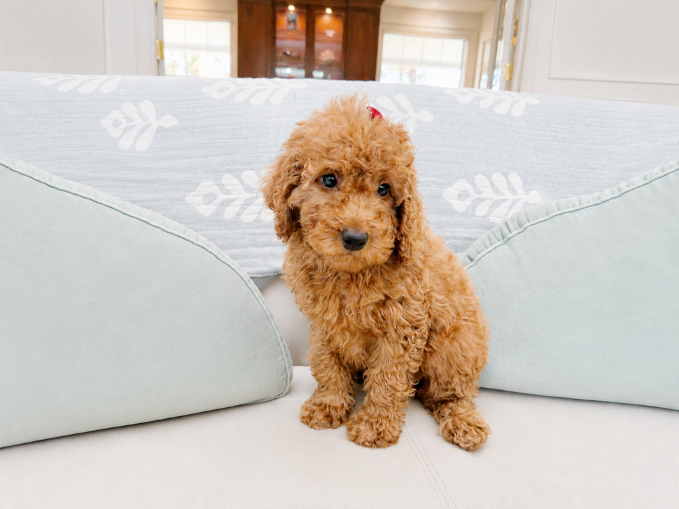 Cute Irish Setterpoo Poodle Mix Puppy