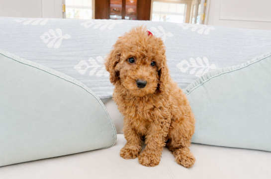 Best Mini Irish Doodle Baby