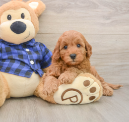 5 week old Mini Irish Doodle Puppy For Sale - Seaside Pups