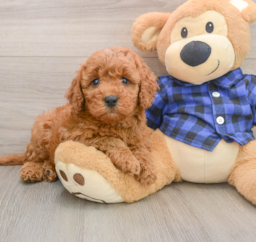 5 week old Mini Irish Doodle Puppy For Sale - Seaside Pups