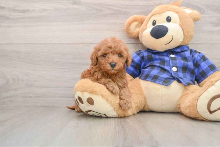 Adorable Setterdoodle Poodle Mix Puppy