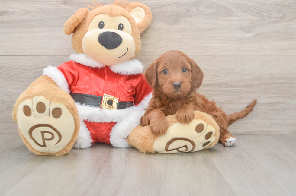 5 week old Mini Irish Doodle Puppy For Sale - Seaside Pups