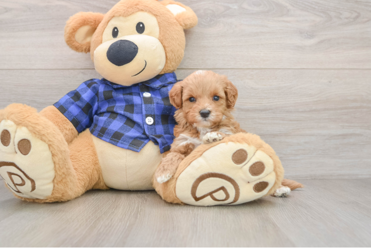 Adorable Setterdoodle Poodle Mix Puppy