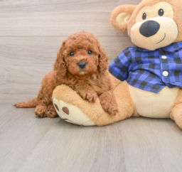6 week old Mini Irish Doodle Puppy For Sale - Seaside Pups
