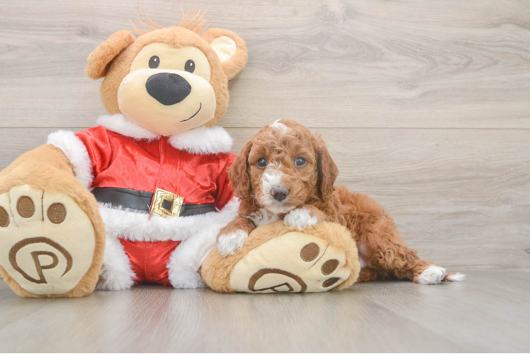 Mini Irish Doodle Pup Being Cute