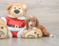 5 week old Mini Irish Doodle Puppy For Sale - Seaside Pups