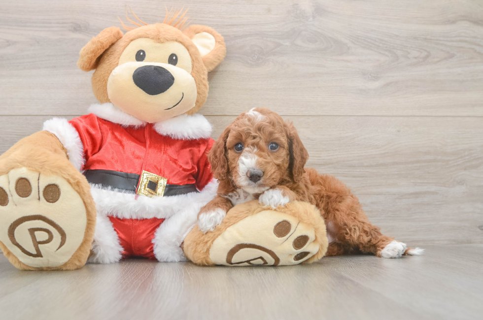 5 week old Mini Irish Doodle Puppy For Sale - Seaside Pups