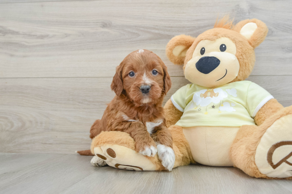 6 week old Mini Irish Doodle Puppy For Sale - Seaside Pups