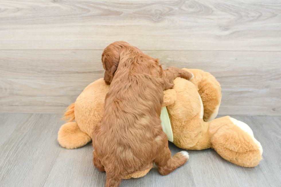 Little Mini Irishdoodle Poodle Mix Puppy