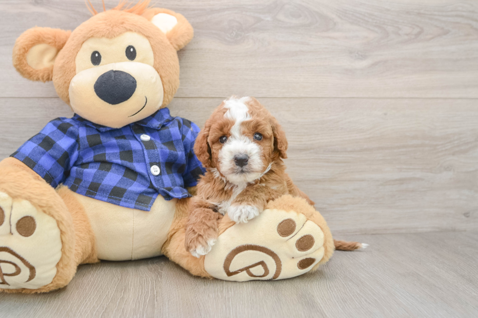 Mini Irish Doodle Puppy for Adoption