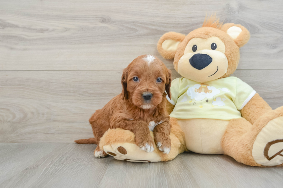 6 week old Mini Irish Doodle Puppy For Sale - Seaside Pups