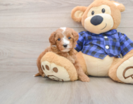 5 week old Mini Irish Doodle Puppy For Sale - Seaside Pups