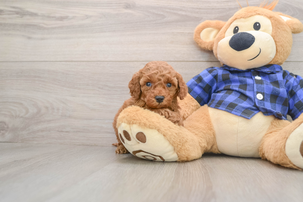 Best Mini Irish Doodle Baby