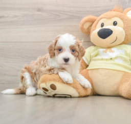 6 week old Mini Irish Doodle Puppy For Sale - Seaside Pups