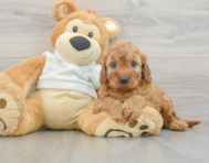 5 week old Mini Irish Doodle Puppy For Sale - Seaside Pups