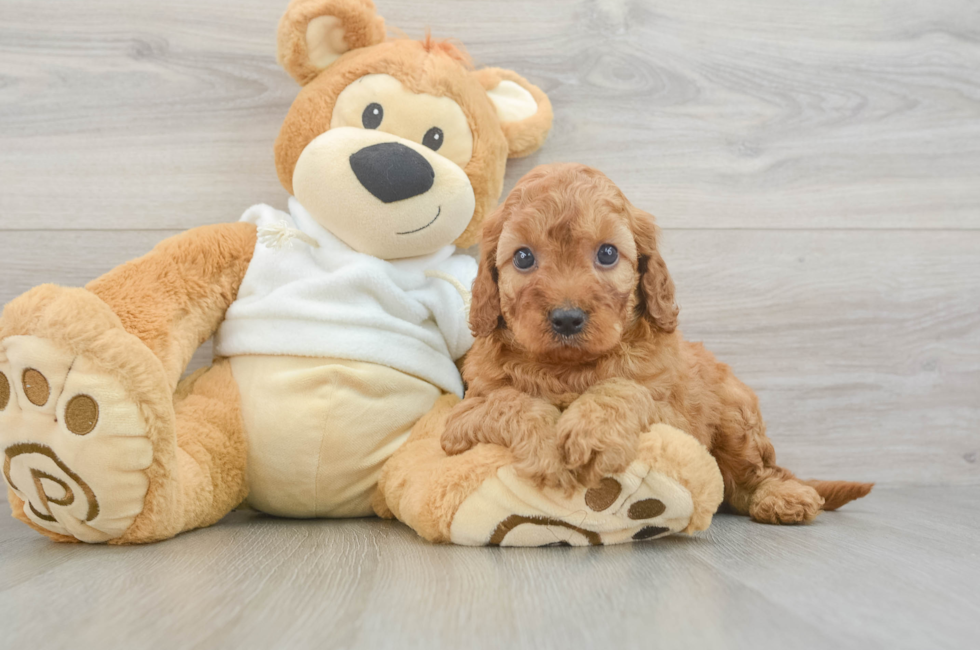 5 week old Mini Irish Doodle Puppy For Sale - Seaside Pups