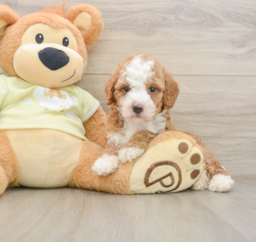 6 week old Mini Irish Doodle Puppy For Sale - Seaside Pups