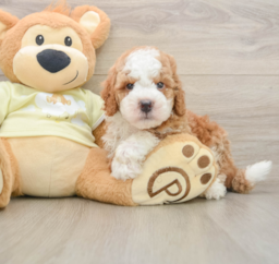 6 week old Mini Irish Doodle Puppy For Sale - Seaside Pups