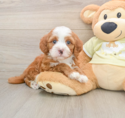 6 week old Mini Irish Doodle Puppy For Sale - Seaside Pups