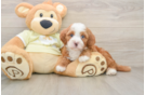 Mini Irish Doodle Pup Being Cute