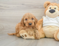 5 week old Mini Irish Doodle Puppy For Sale - Seaside Pups