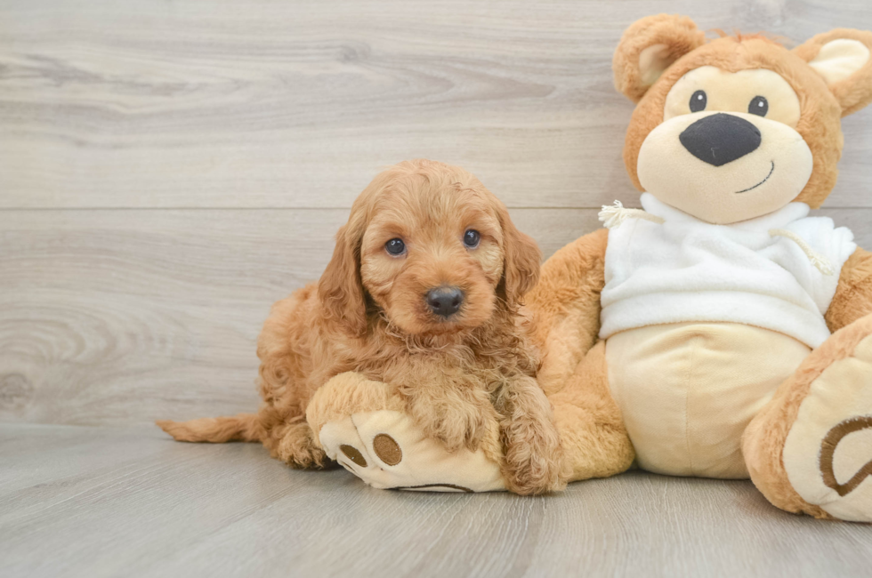 5 week old Mini Irish Doodle Puppy For Sale - Seaside Pups