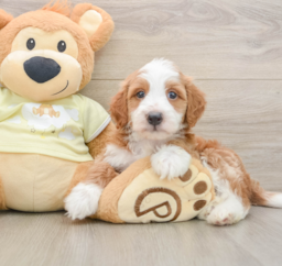 6 week old Mini Irish Doodle Puppy For Sale - Seaside Pups