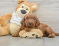 5 week old Mini Irish Doodle Puppy For Sale - Seaside Pups