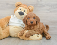 5 week old Mini Irish Doodle Puppy For Sale - Seaside Pups