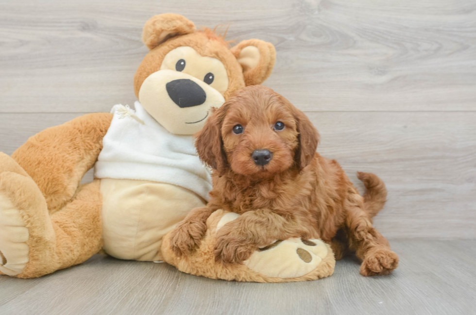 5 week old Mini Irish Doodle Puppy For Sale - Seaside Pups