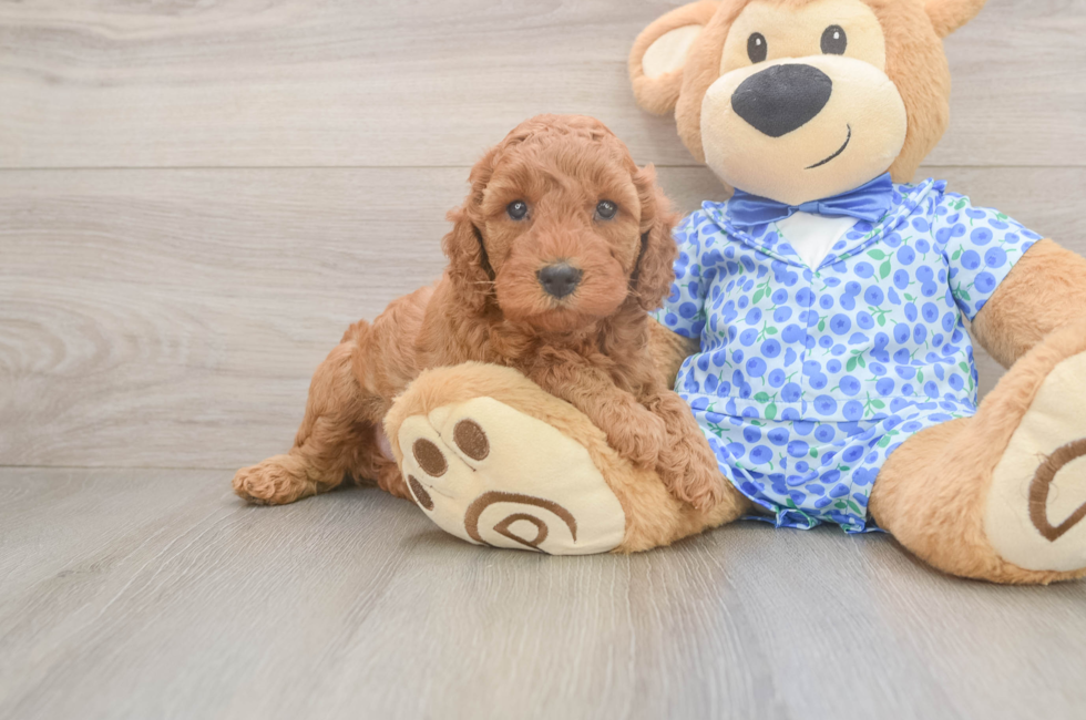 5 week old Mini Irish Doodle Puppy For Sale - Seaside Pups