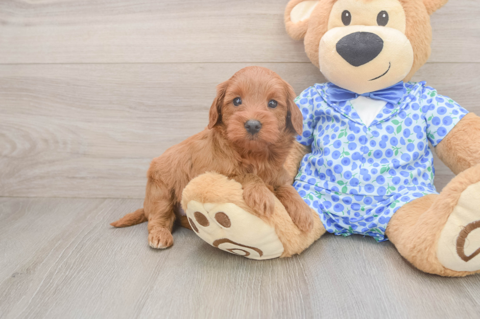 5 week old Mini Irish Doodle Puppy For Sale - Seaside Pups