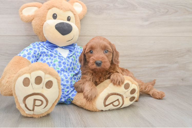 Mini Irish Doodle Pup Being Cute