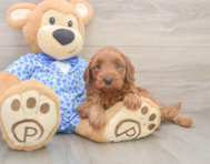 7 week old Mini Irish Doodle Puppy For Sale - Seaside Pups