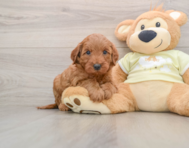 9 week old Mini Irish Doodle Puppy For Sale - Seaside Pups