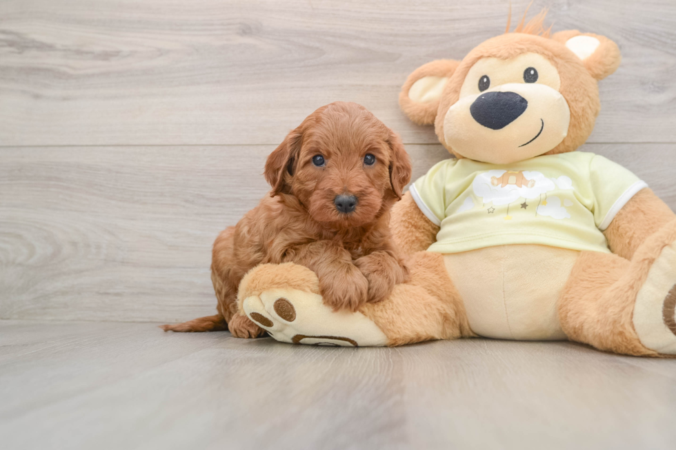 Playful Irish Setterpoo Poodle Mix Puppy