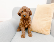 10 week old Mini Irish Doodle Puppy For Sale - Seaside Pups