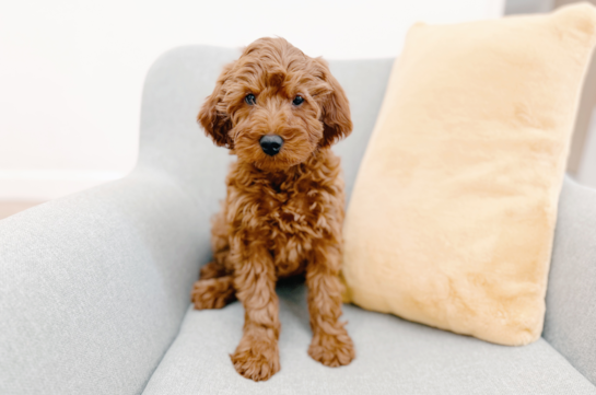Cute Mini Irish Doodle Poodle Mix Pup