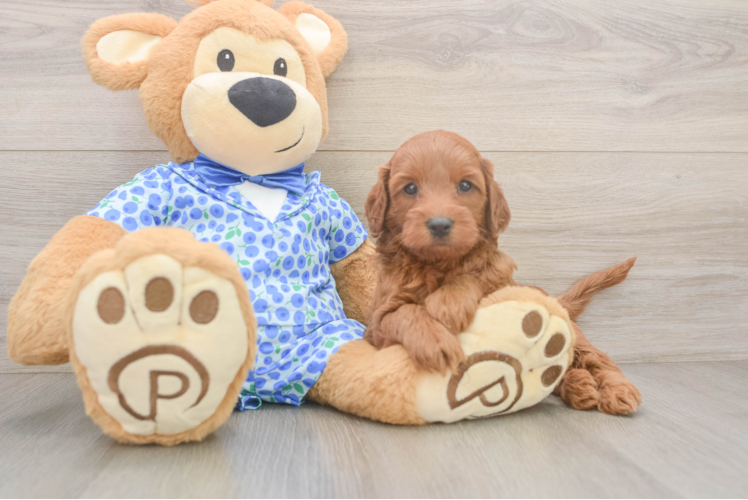 Cute Mini Irish Doodle Baby
