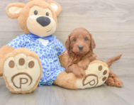 5 week old Mini Irish Doodle Puppy For Sale - Seaside Pups