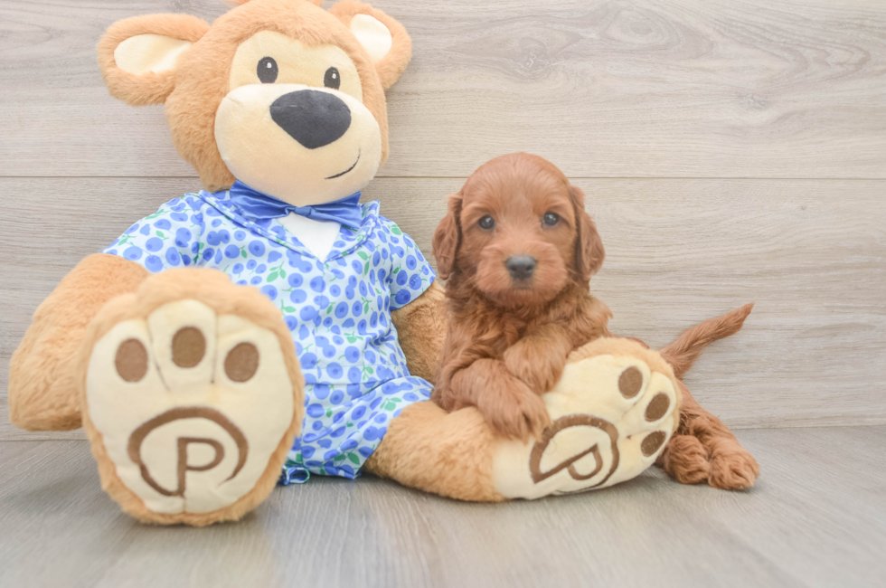 5 week old Mini Irish Doodle Puppy For Sale - Seaside Pups