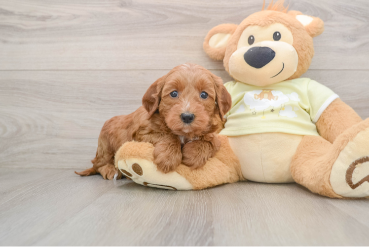 Best Mini Irish Doodle Baby