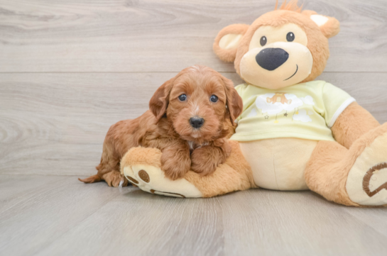 Best Mini Irish Doodle Baby