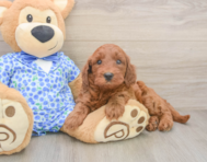 6 week old Mini Irish Doodle Puppy For Sale - Seaside Pups