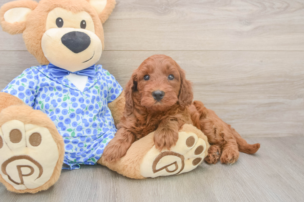 5 week old Mini Irish Doodle Puppy For Sale - Seaside Pups