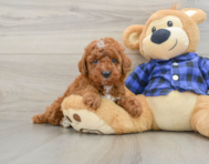 5 week old Mini Irish Doodle Puppy For Sale - Seaside Pups