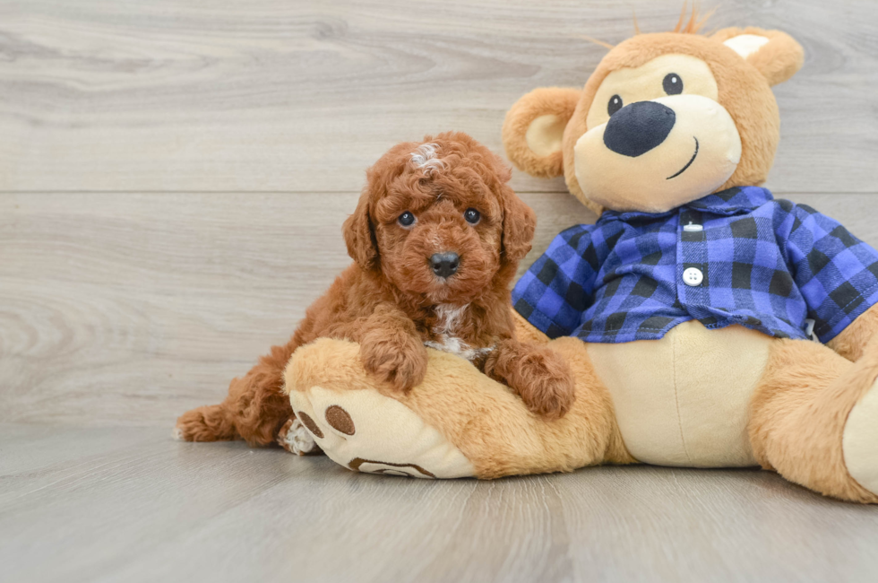 5 week old Mini Irish Doodle Puppy For Sale - Seaside Pups