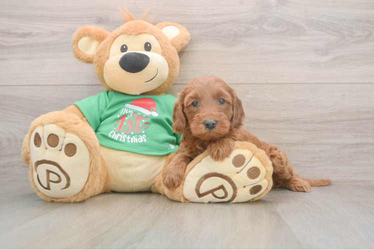 Mini Irish Doodle Puppy for Adoption