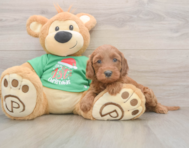 5 week old Mini Irish Doodle Puppy For Sale - Seaside Pups